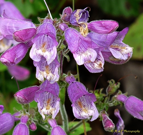{Penstemon smallii}